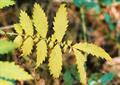 Agrimonia spp.